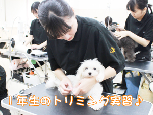 学校のモデル犬とトリミングをがんばっています♪